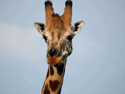 Plancia ëd Giraffa camelopardalis camelopardalis (Linnaeus 1758)