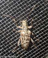 Image of Mottled Longhorned Beetle