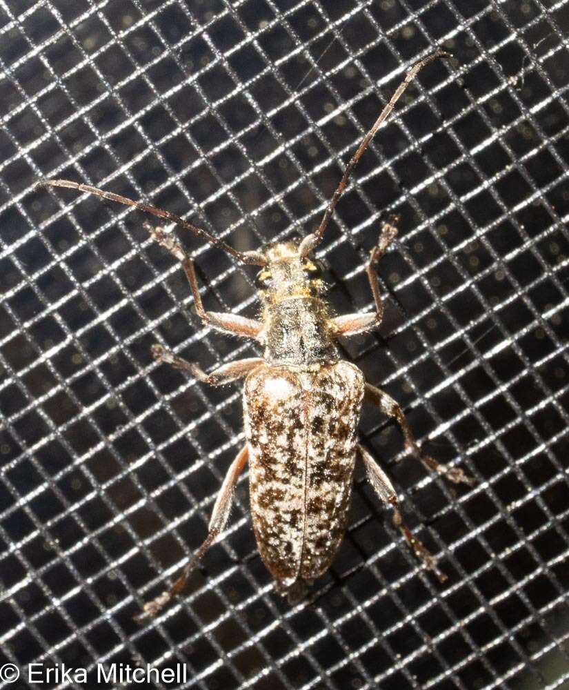 Image of Mottled Longhorned Beetle