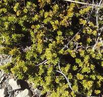 Image of Alpine Totara