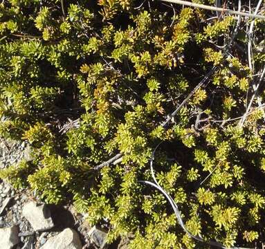 صورة Podocarpus nivalis Hook.