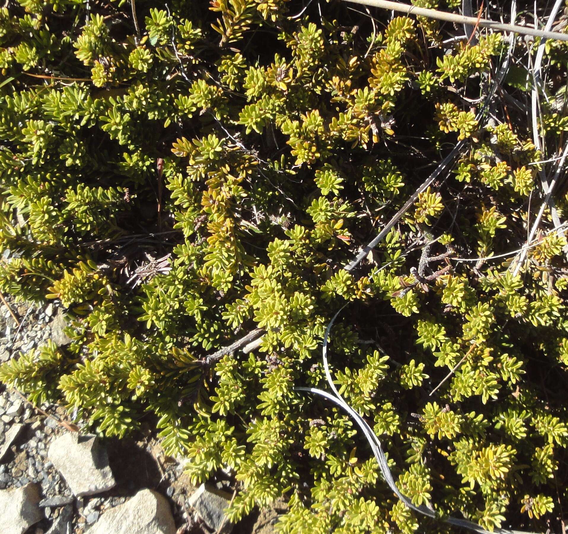 صورة Podocarpus nivalis Hook.