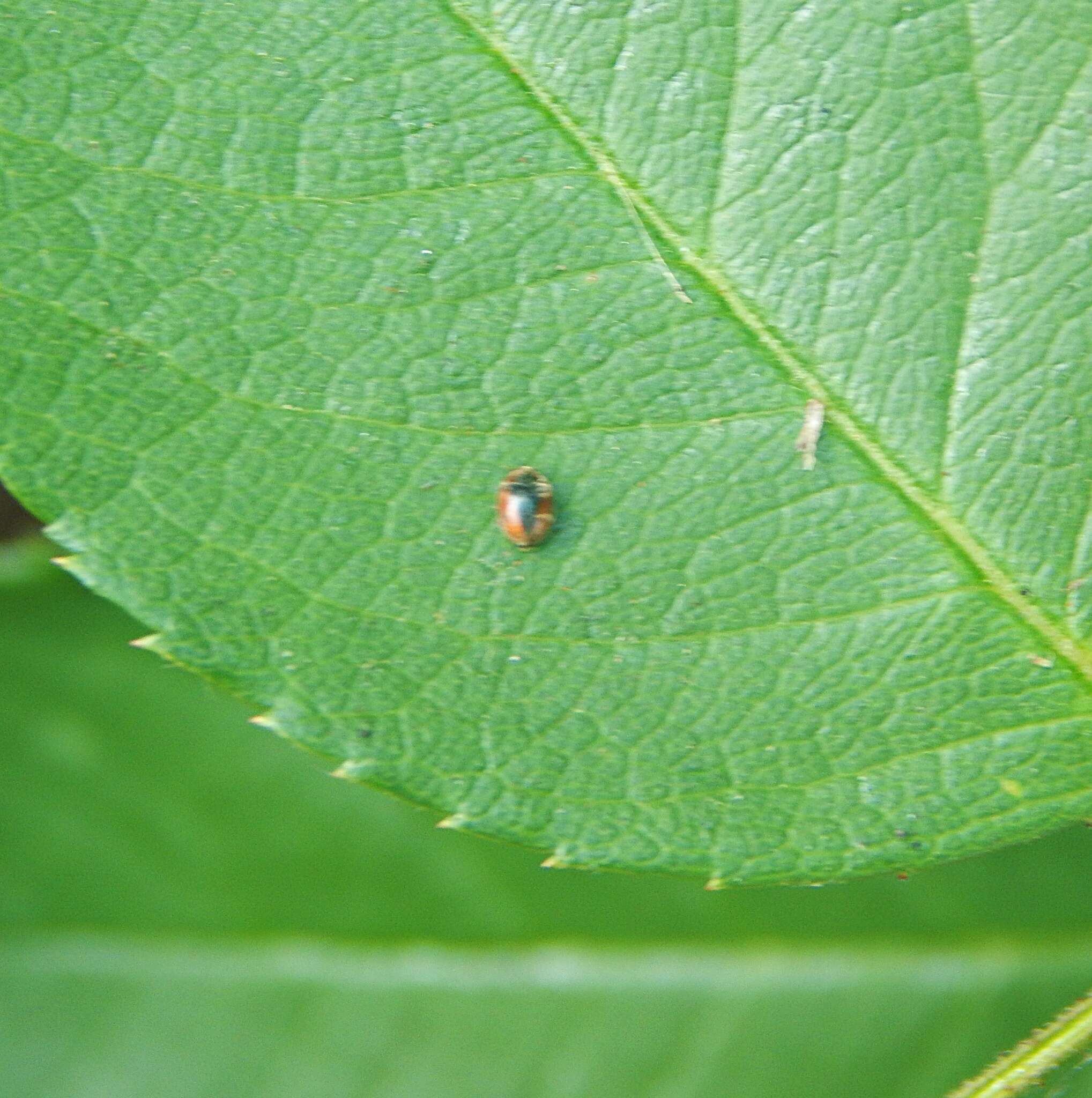 Image of Loew's Lady Beetle
