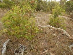 Image of Eucalyptus fasciculosa F. Müll.