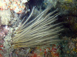 Image of antenna hydroid