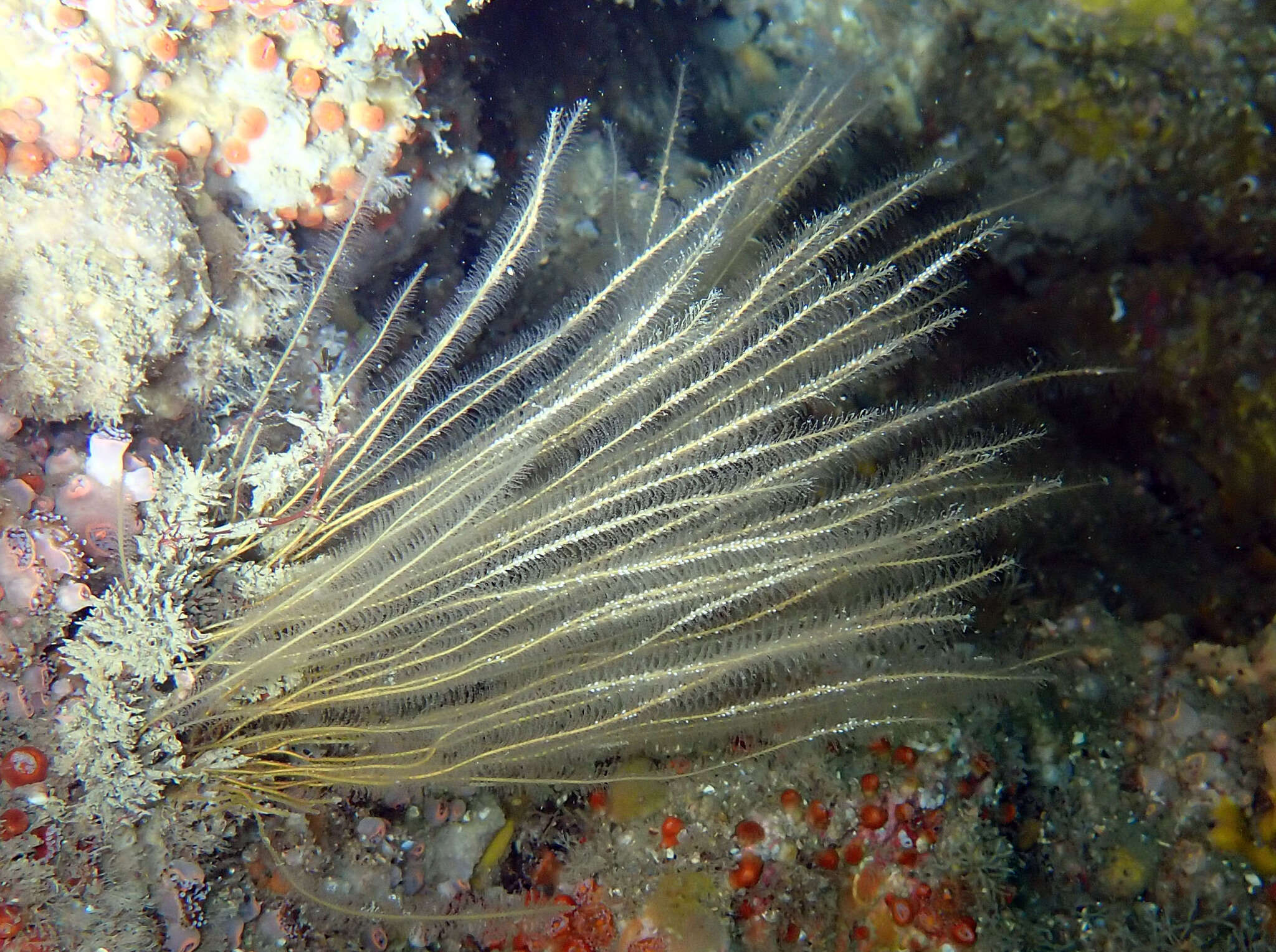 Sivun Nemertesia antennina (Linnaeus 1758) kuva