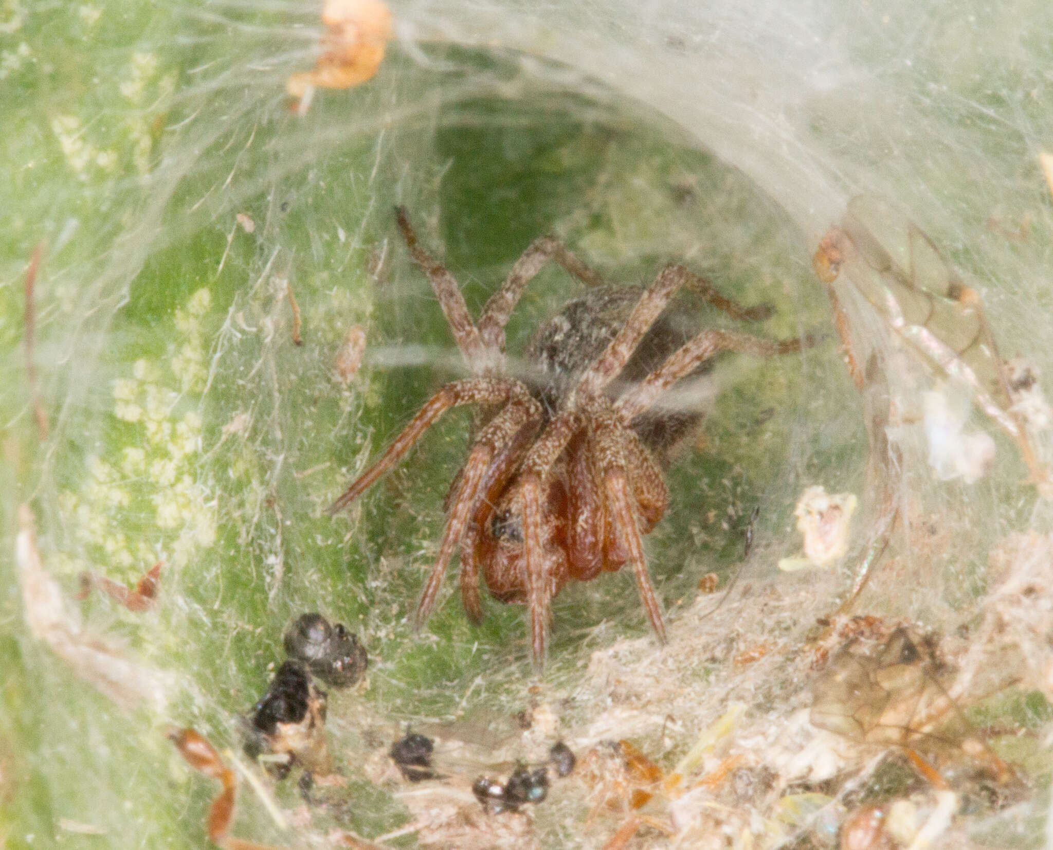 Image of Agelena labyrinthica (Clerck 1757)