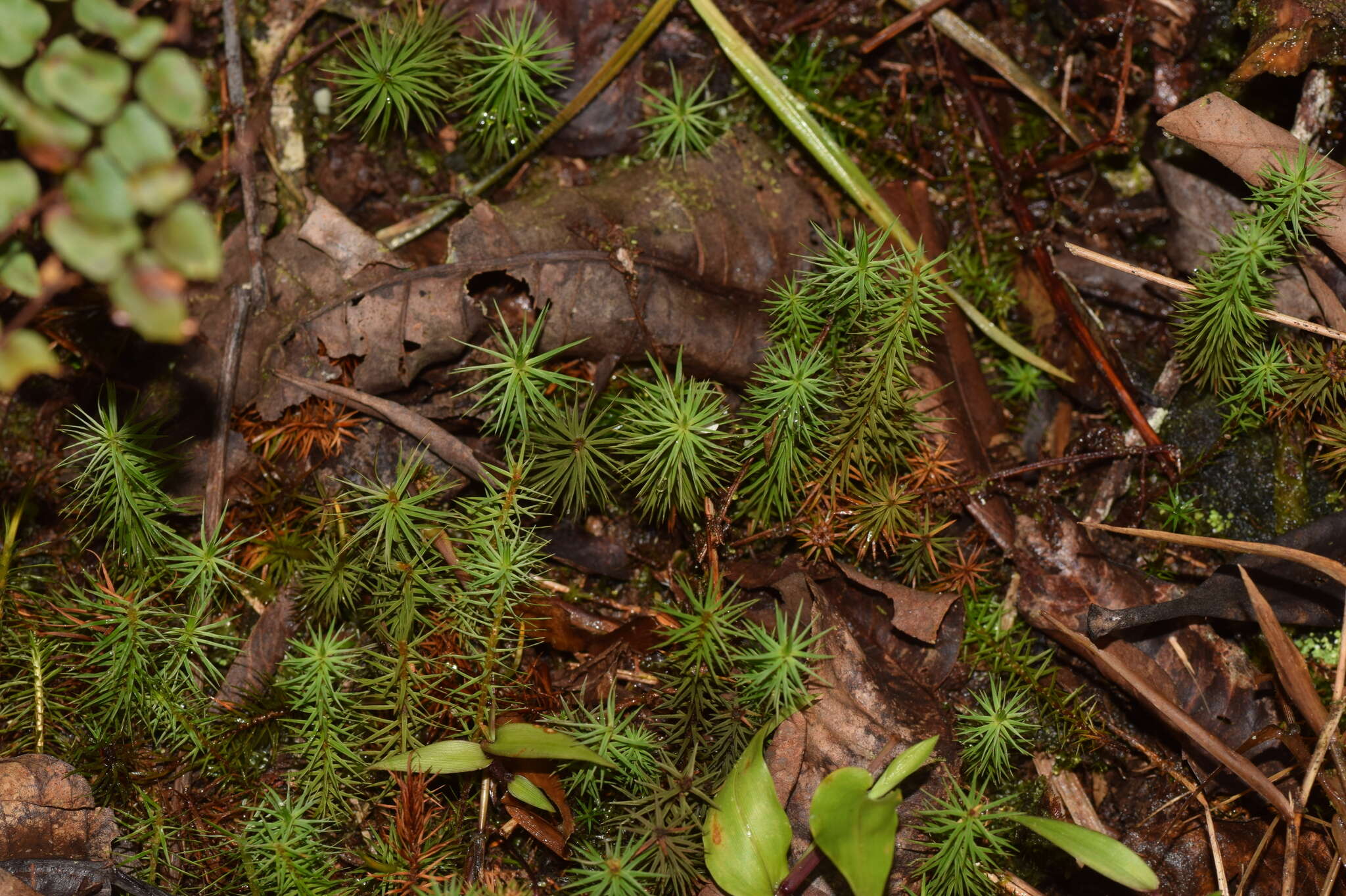 Image of Polytrichum subpilosum Palisot de Beauvois 1805