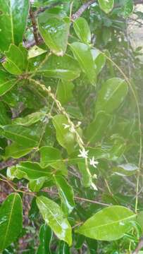 Image of Oxygonum tristachyum (Baker) H. Perrier