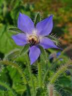 Image of borage