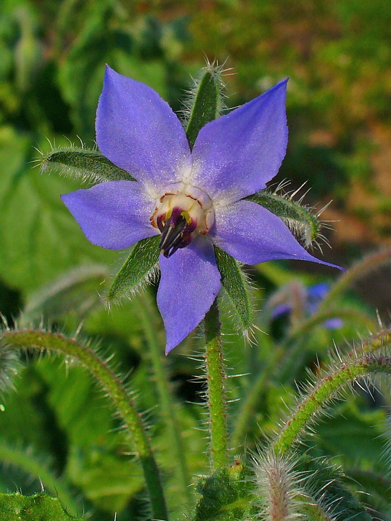 Image of borage