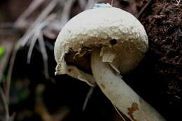 Image of Boletellus dissiliens (Corner) Pegler & T. W. K. Young 1981