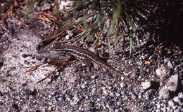 Image of Common Sagebrush Lizard