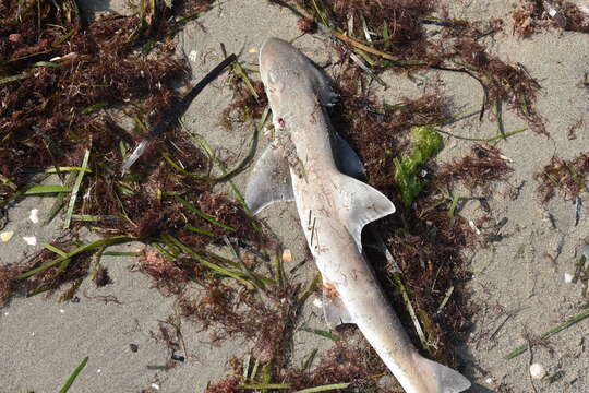 Image of Common Smoothhound