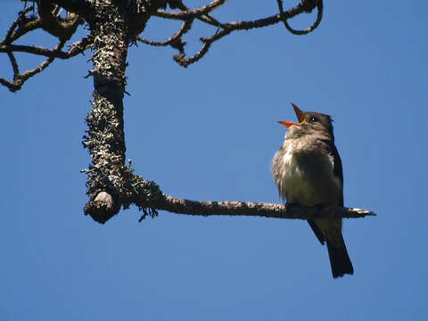 Image of Olive-Sided Flycatcher