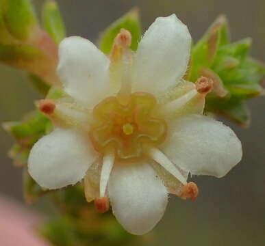 Image of Diosma sabulosa I. Williams