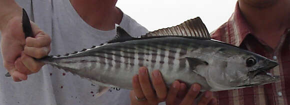 Image of Bonito