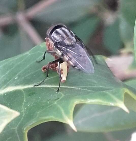 Stomorhina lunata (Fabricius 1805) resmi