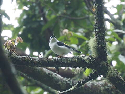 Image of Pied Shrike-babbler