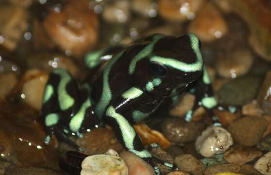 Image of Gold Arrow-poison Frog