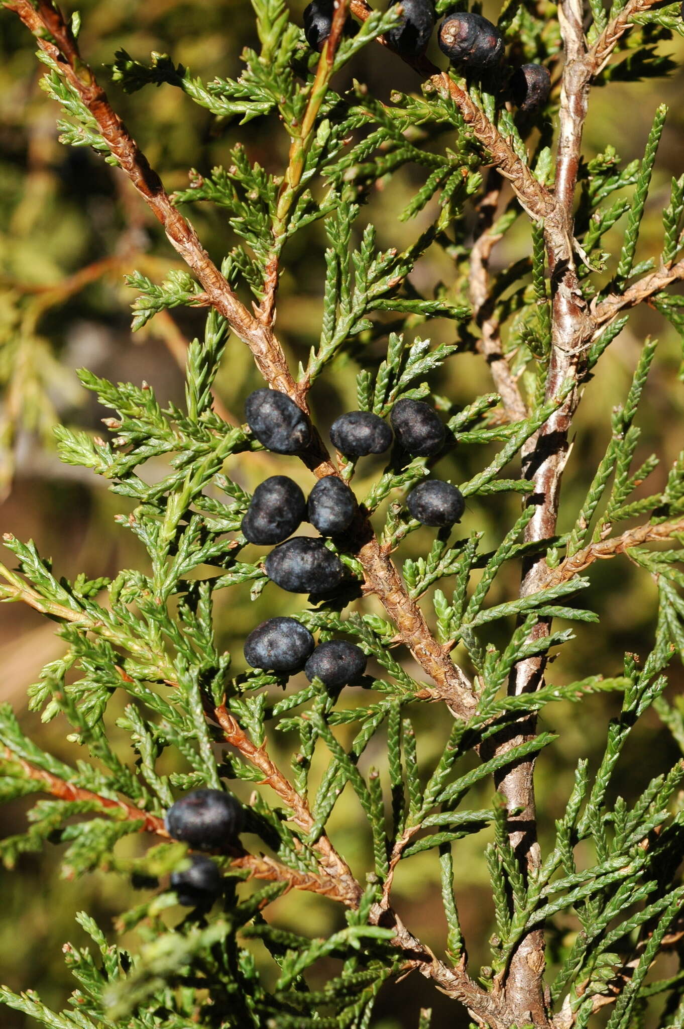 Image de Juniperus blancoi Martínez