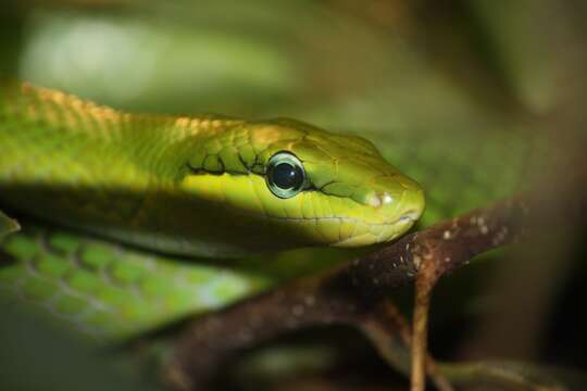 Plancia ëd Gonyosoma oxycephalum (F. Boie 1827)