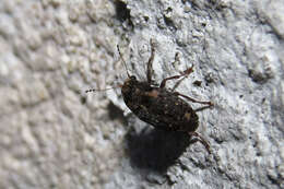 Image of Coffee Bean Weevil