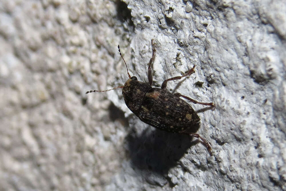 Image of Coffee Bean Weevil