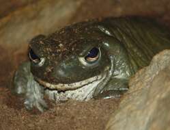 Image of Colorado River Toad Sonoran Desert Toad