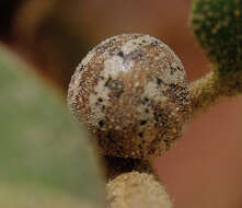 Image of Mirabilis Kermes