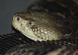 Image of Timber Rattlesnake