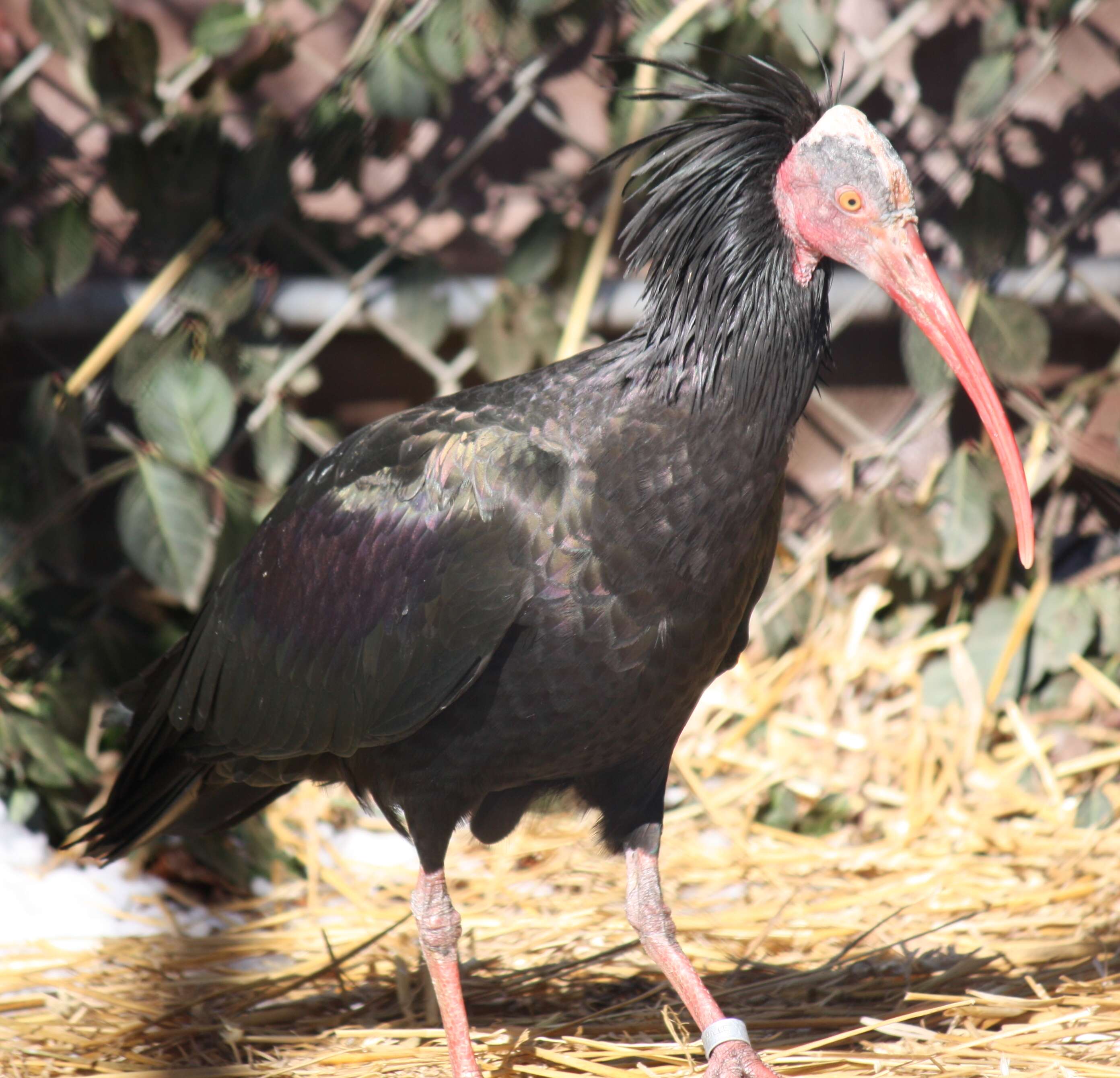 Image of Bald Ibis