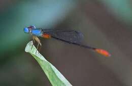 Image of bi-coloured damsel