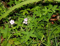 Sivun Geranium flanaganii Schltr. ex R. Knuth kuva