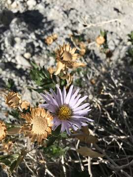 Image of Orcutt's aster