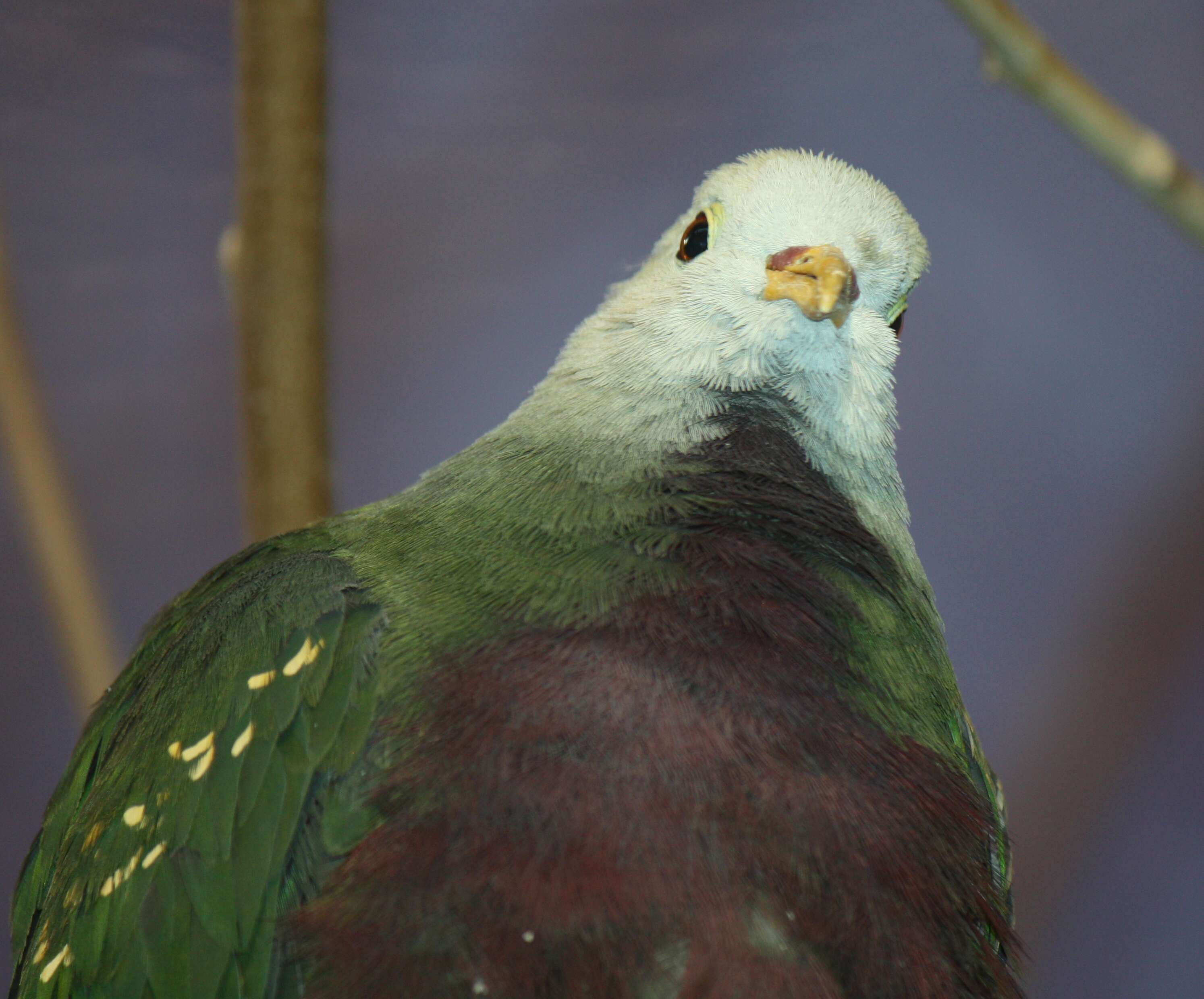 Image of Wompoo Fruit Dove