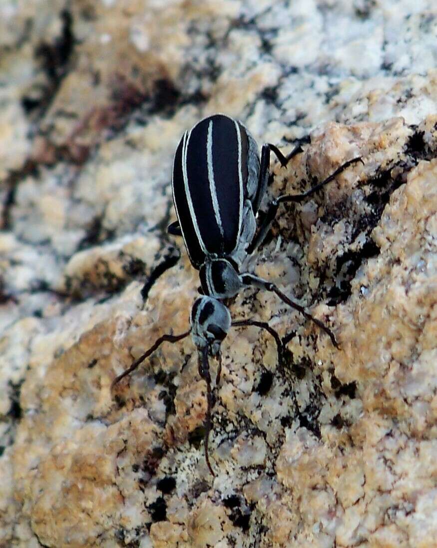 Image of Epicauta (Macrobasis) purpurea (Horn 1885)