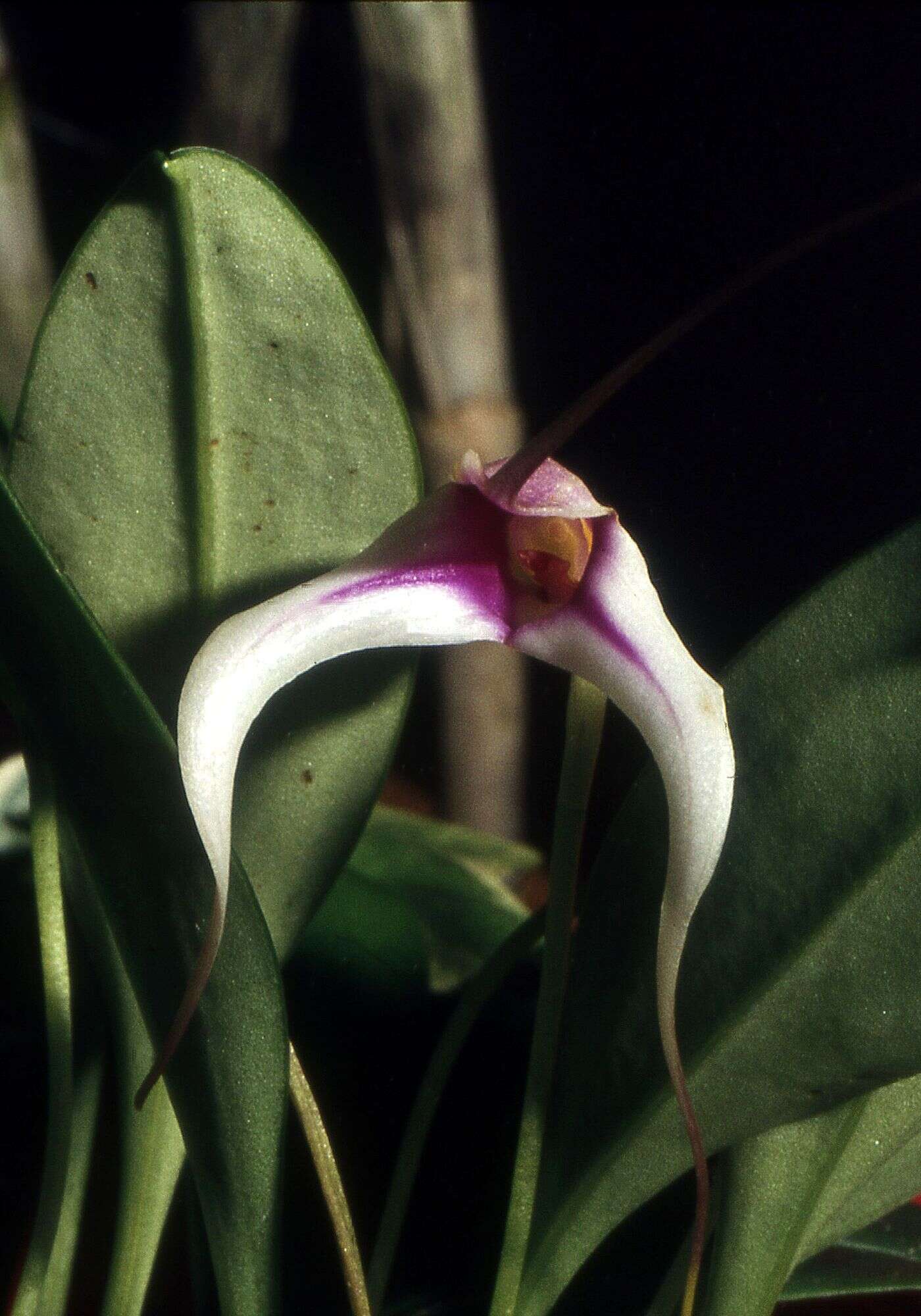 Image of masdevallia