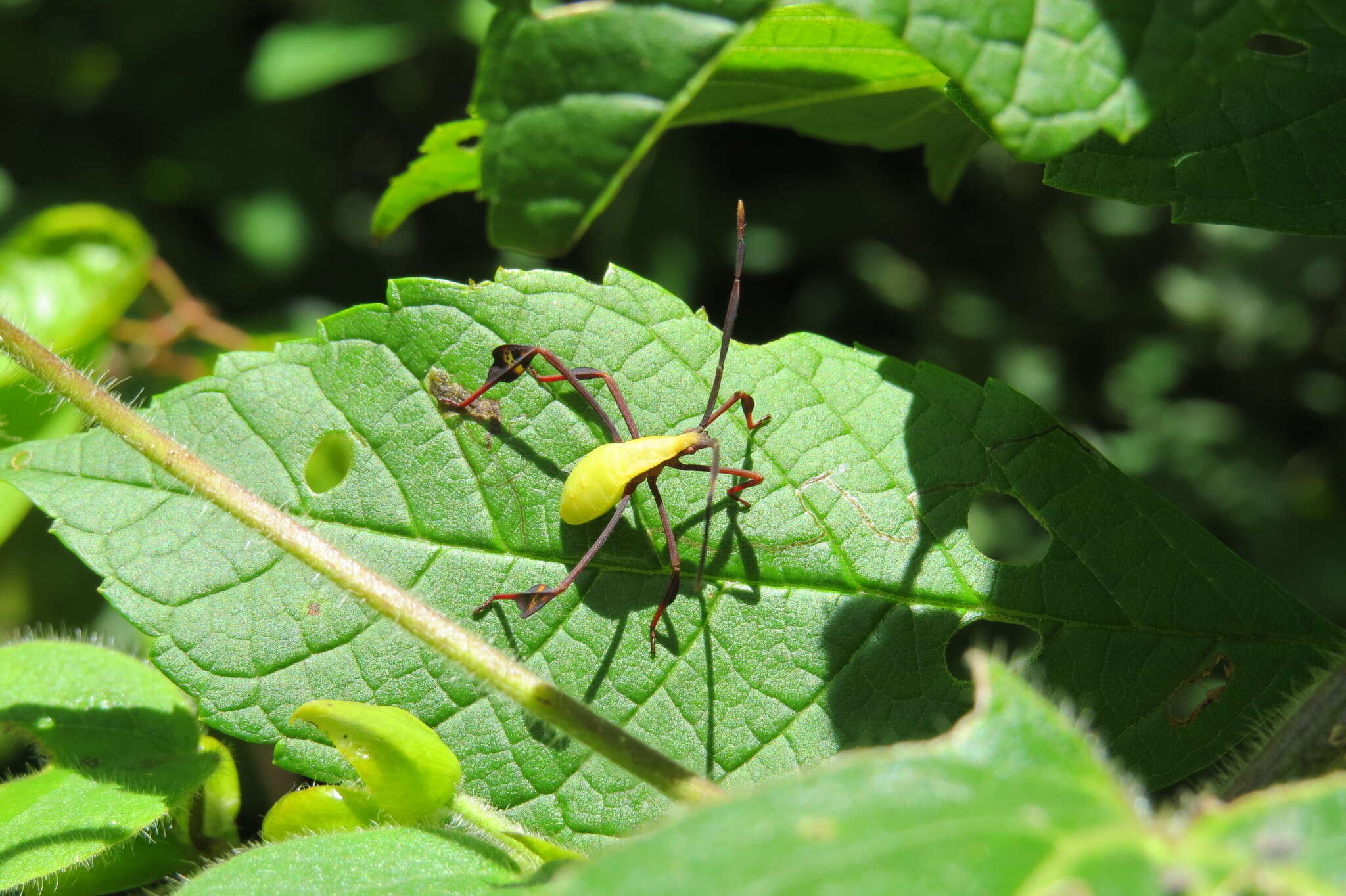 Image of Flag-footed Bug