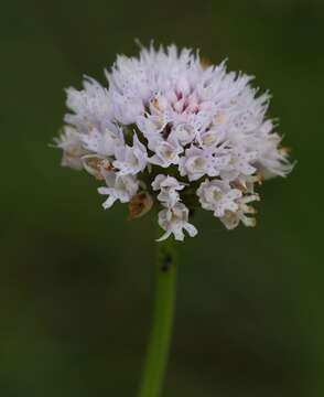 Image of globe orchid