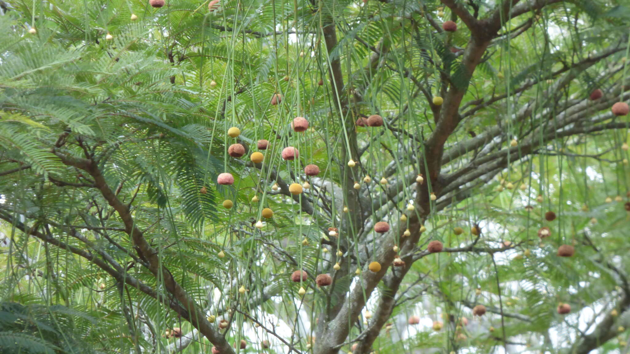 Image of Parkia pendula (Willd.) Walp.