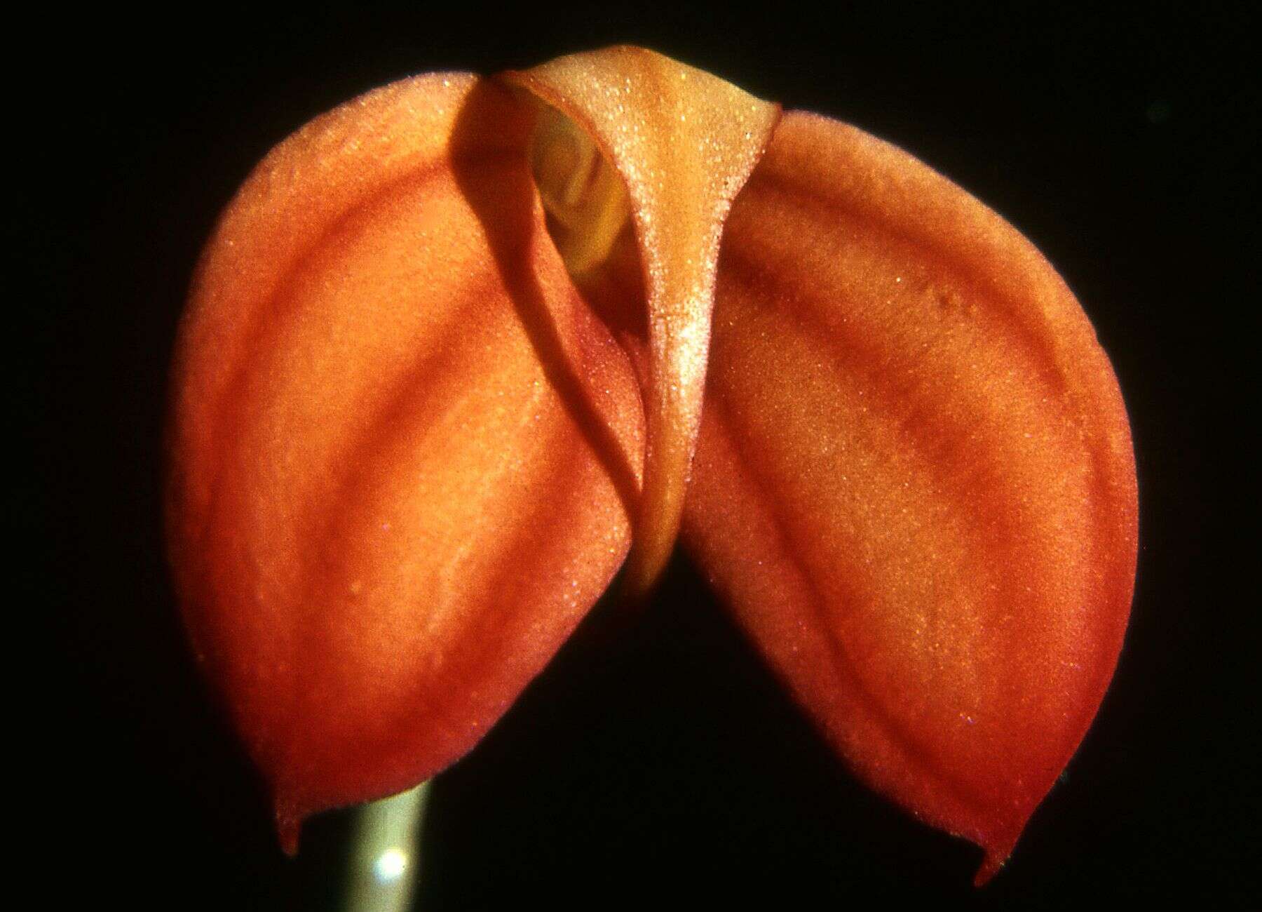 Image de Masdevallia ignea Rchb. fil.