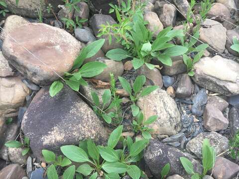 Image of fewleaf sunflower