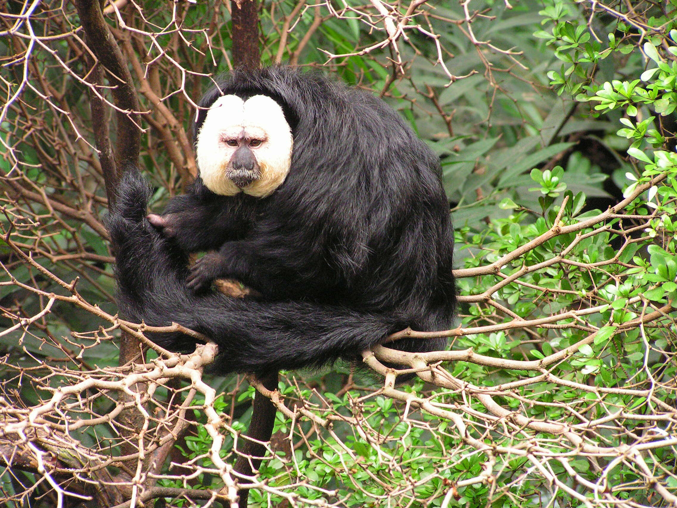 Image of pithecid monkeys