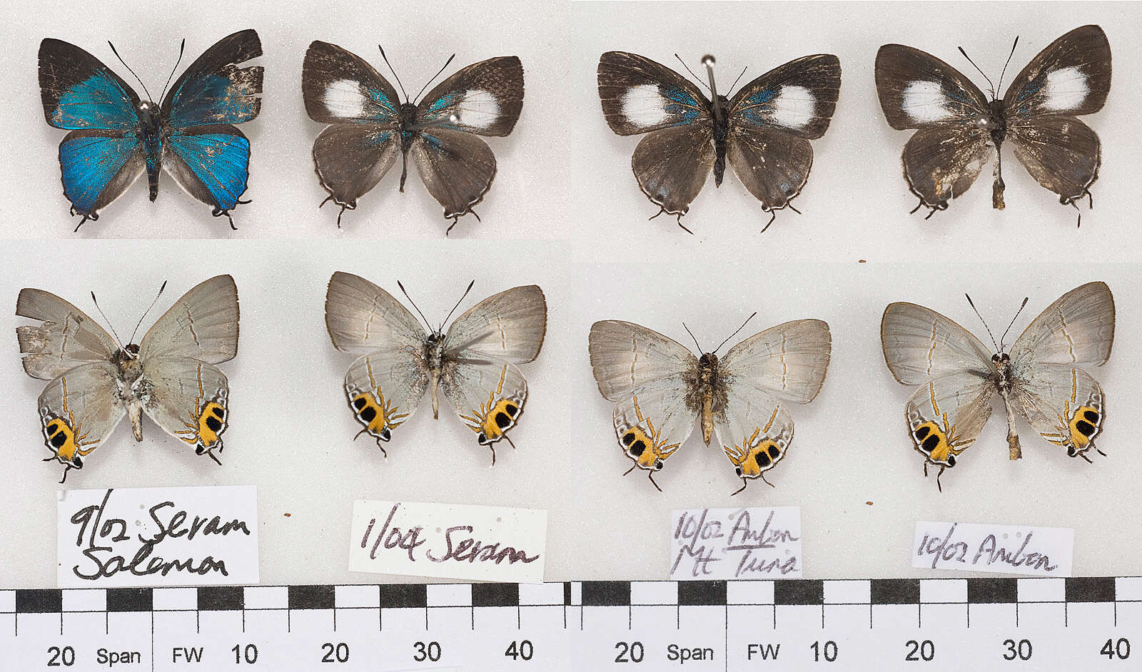 Слика од Hypolycaena asahi