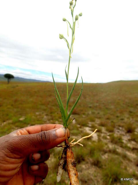 Image of Habenaria ambositrana Schltr.