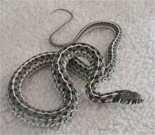 Image de Thamnophis marcianus (Baird & Girard 1853)