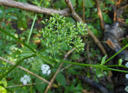 Image de Ostericum sieboldii (Miq.) Nakai