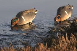 Image of Green-winged Teal