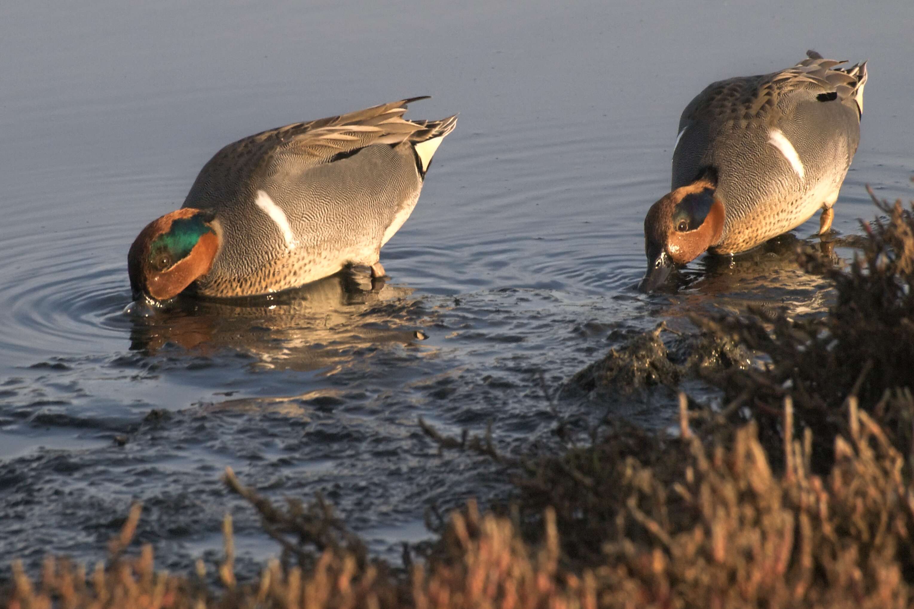 Image of Green-winged Teal
